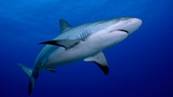Cape Cod releases anti-shark plans following record number of shark sightings