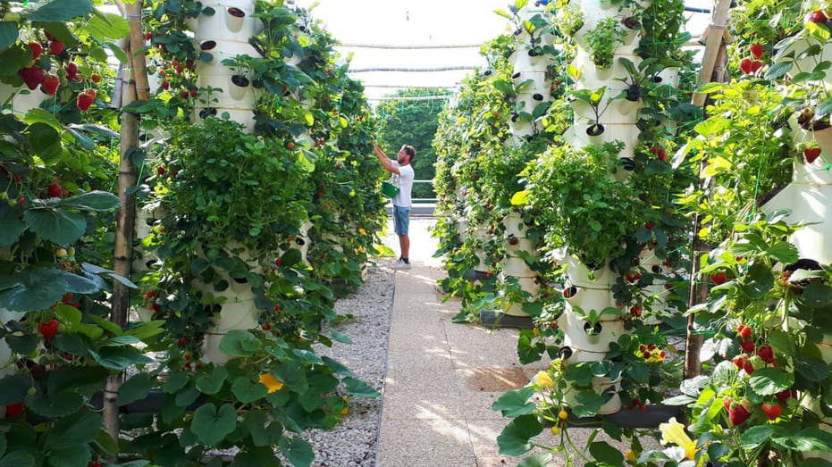 This rooftop garden in Paris could be the future of food production