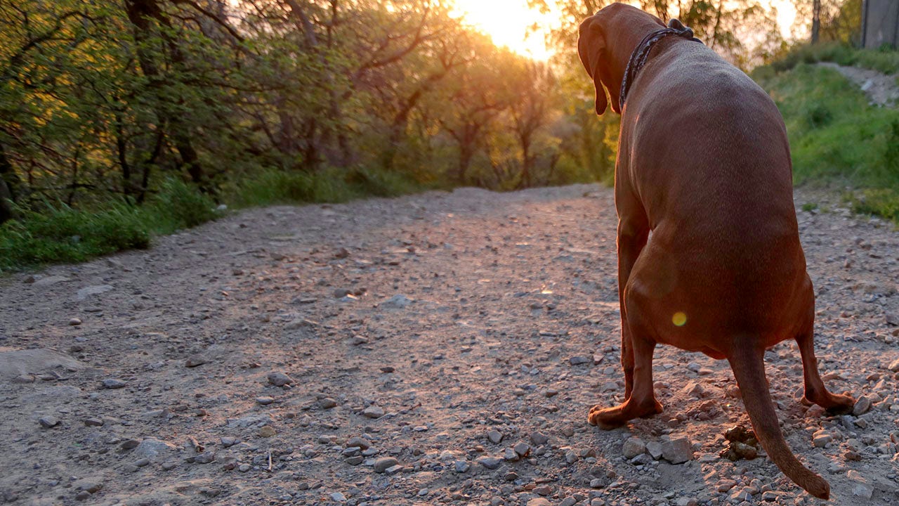 'Is this your turd?' City workers try shame game on poorly-trained pet