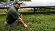 Cranberry farmers want to build solar panels over their bogs