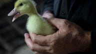 New York City Council votes to ban foie gras after outcry from animal lovers