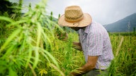 USDA finalizes hemp farming regulations: What producers need to know