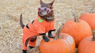 How to keep pets calm on Halloween
