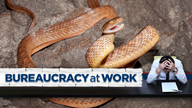 Government earmarks $863K to eliminate brown tree snakes in Guam