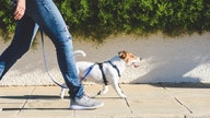 Want to live longer? New study says dogs can help