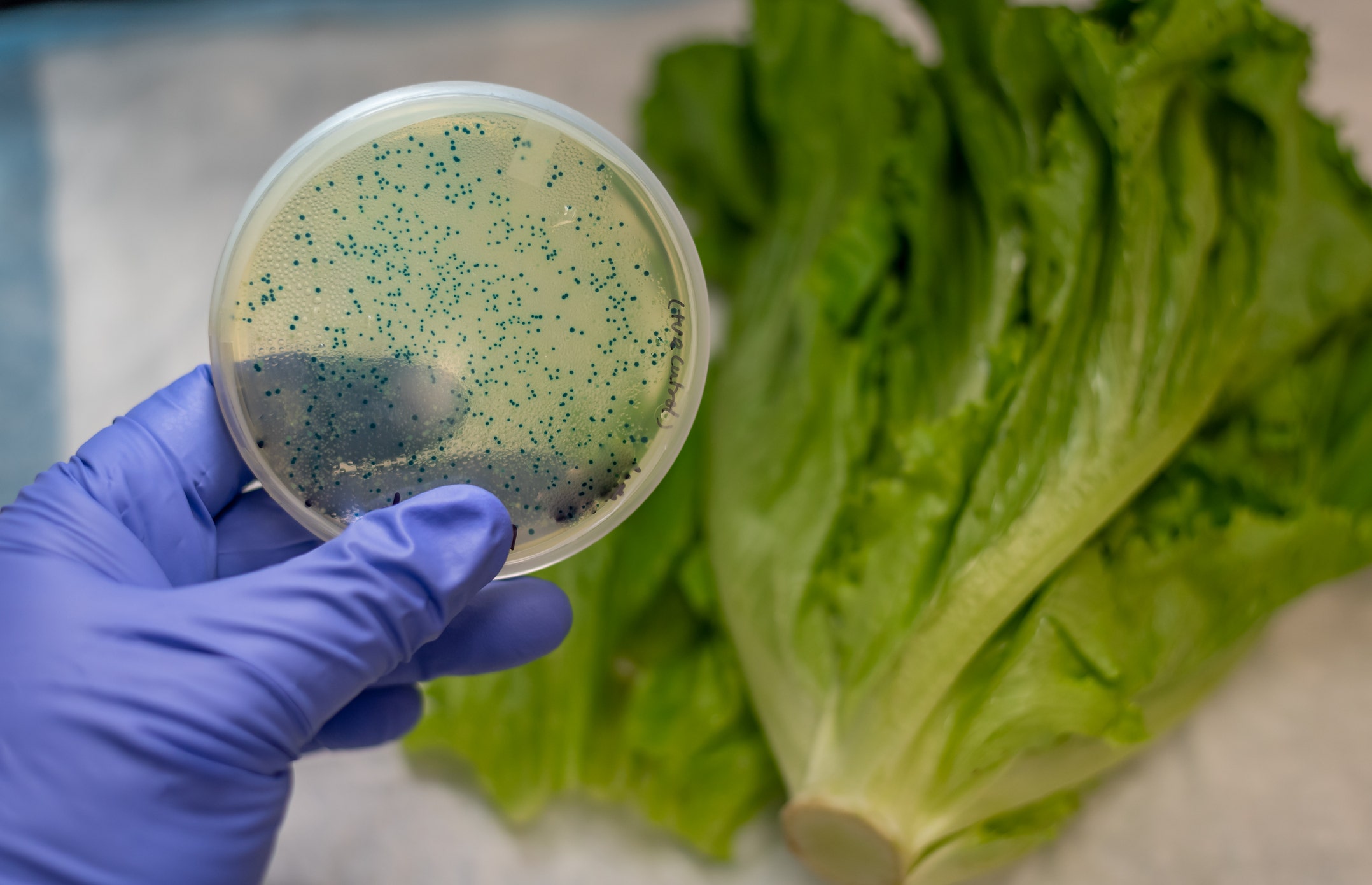 Romaine Lettuce Recall Expands To More Grocery Stores Fox Business