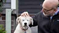 Scientists need 10,000 dogs for the largest-ever study on aging pups