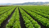 Romaine lettuce recall saps Thanksgiving spirits for growers