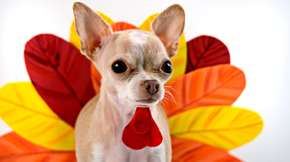 dog safe thanksgiving food