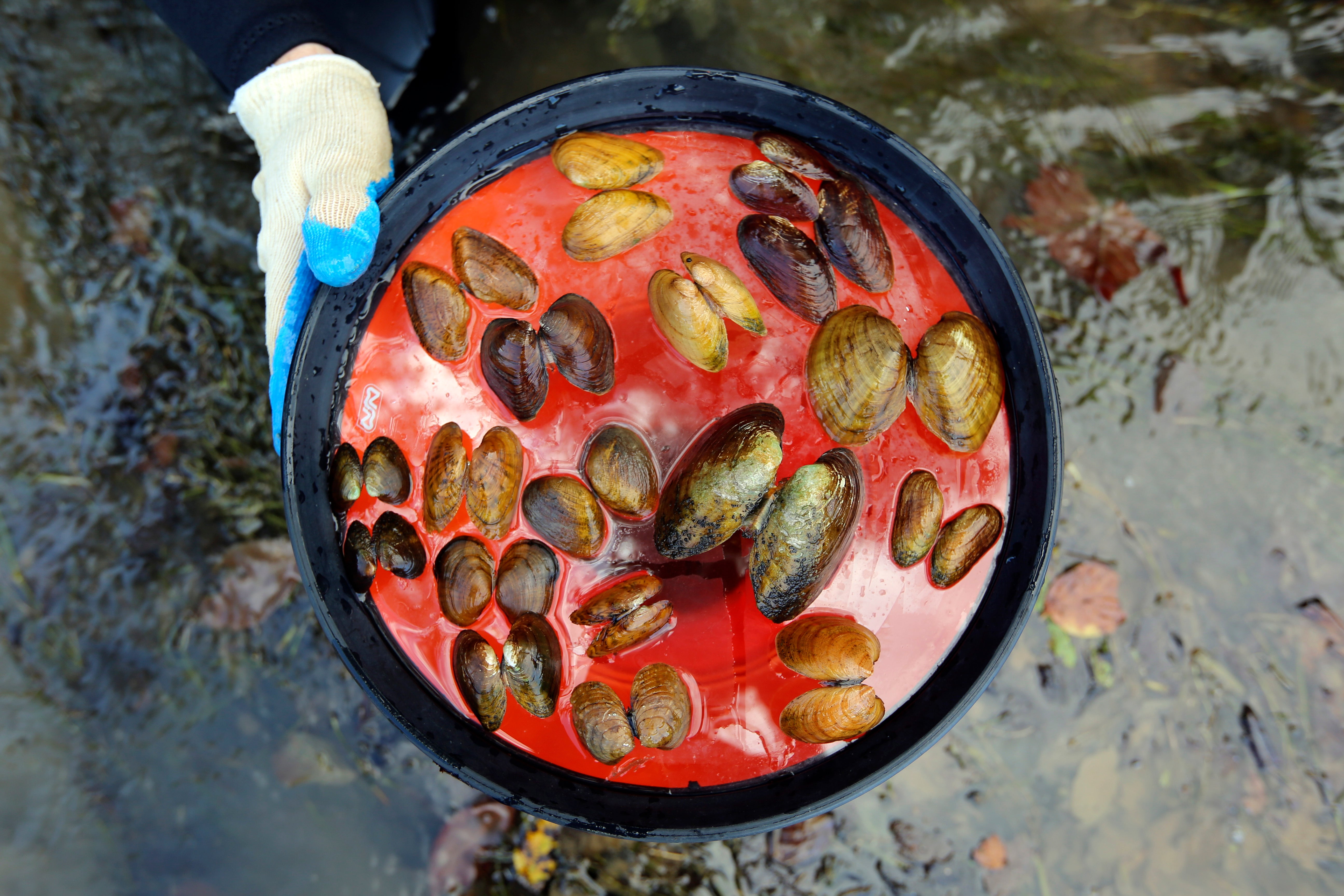 Scientists seeking cause of huge freshwater mussel dieoff Fox Business