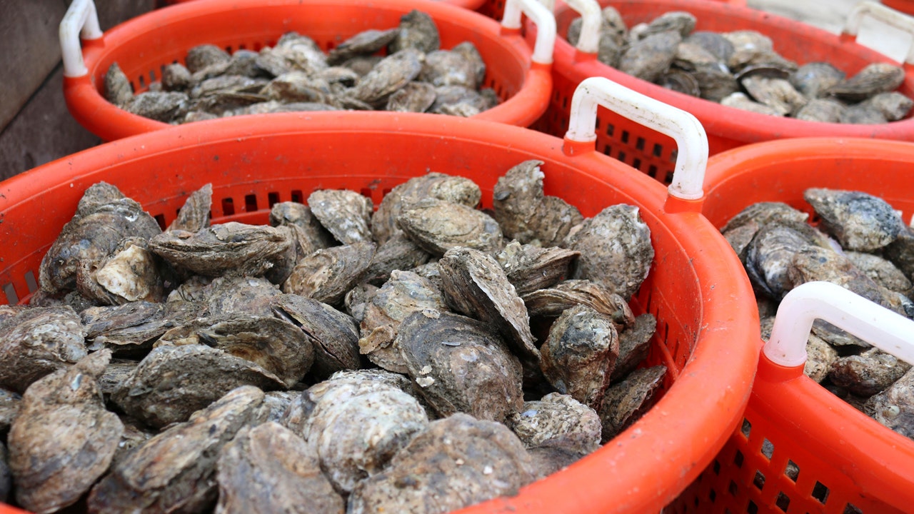Chesapeake Bay Oysters In Water