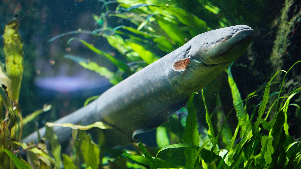 Electric eel powers Christmas tree aquarium's holiday shocker | Fox ...