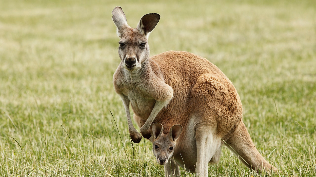 Mobs of kangaroos can roam largely unrestricted in these states Fox