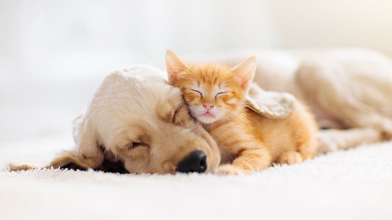 Dogs Cats Cost Americans More Than 72b In 2018 Fox Business