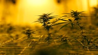 Cannabis stocks' brutal 2019 shows no signs of slowing