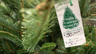 Christmas trees having their 'worst season' as tight supply jacks up price