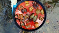 Scientists seeking cause of huge freshwater mussel die-off