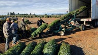 Oregon Christmas tree industry buoyed by immigration workers bill