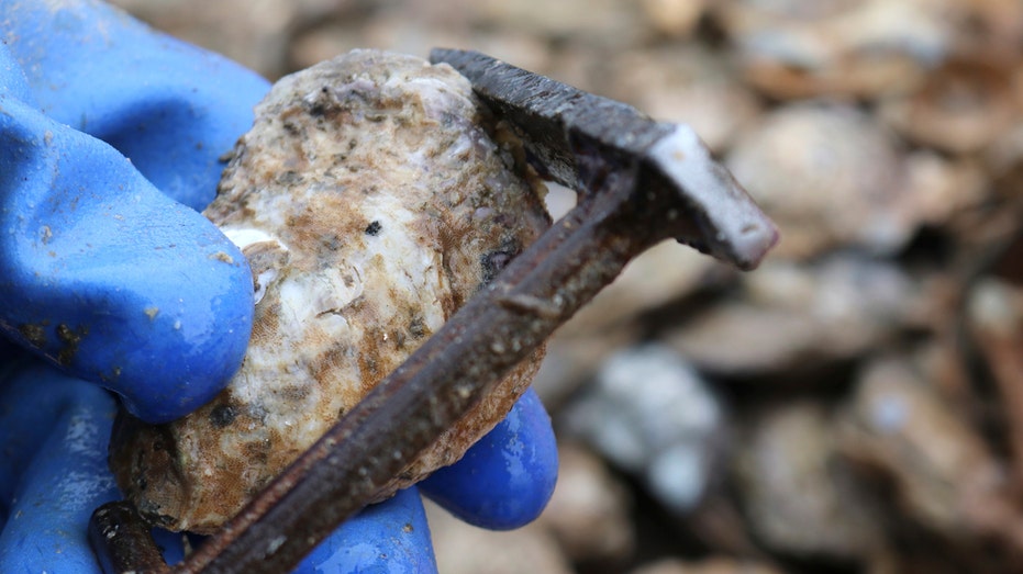 Chesapeake Bay Oysters Get More Attention At Pivotal Time