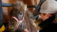 Oklahoma program offers rescue for horses, other equine