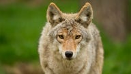 2 suspected coyote attacks in Chicago, several sightings