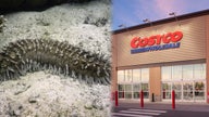 Costco’s sea cucumbers sign of global growth opportunity