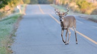 McDonald's customer slammed by deer: WATCH