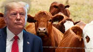 Trump lashes out at Democrats during Iowa rally: 'They want to kill our cows'