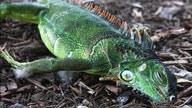 Falling Florida iguanas sold on Facebook as street meat