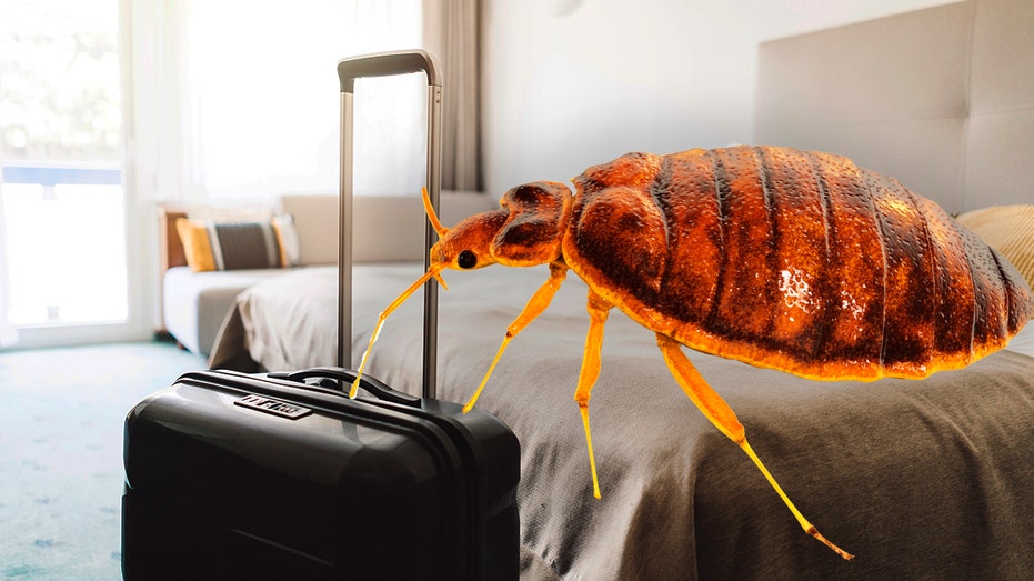 Orkin Bed Bugs Treatment Cost