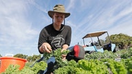 Would higher minimum wage be a disadvantage for American farmers?