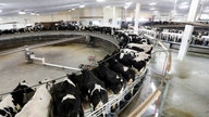 US dairy farmers look to technology in fight to survive