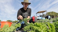 Farmers worry Florida bill will worsen labor scarcity woes