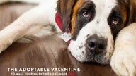 Coors Light to cover dog adoption fees for Valentine’s Day