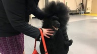 Poodle wins Westminster Kennel Club after stop at McDonald's