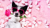 Valentine’s Day gift spending for pets to hit record in US