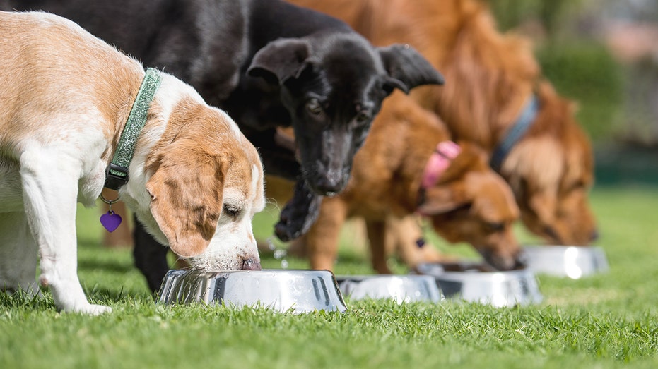 Healthy pet food brands with natural organic ingredients driving sales Fox Business