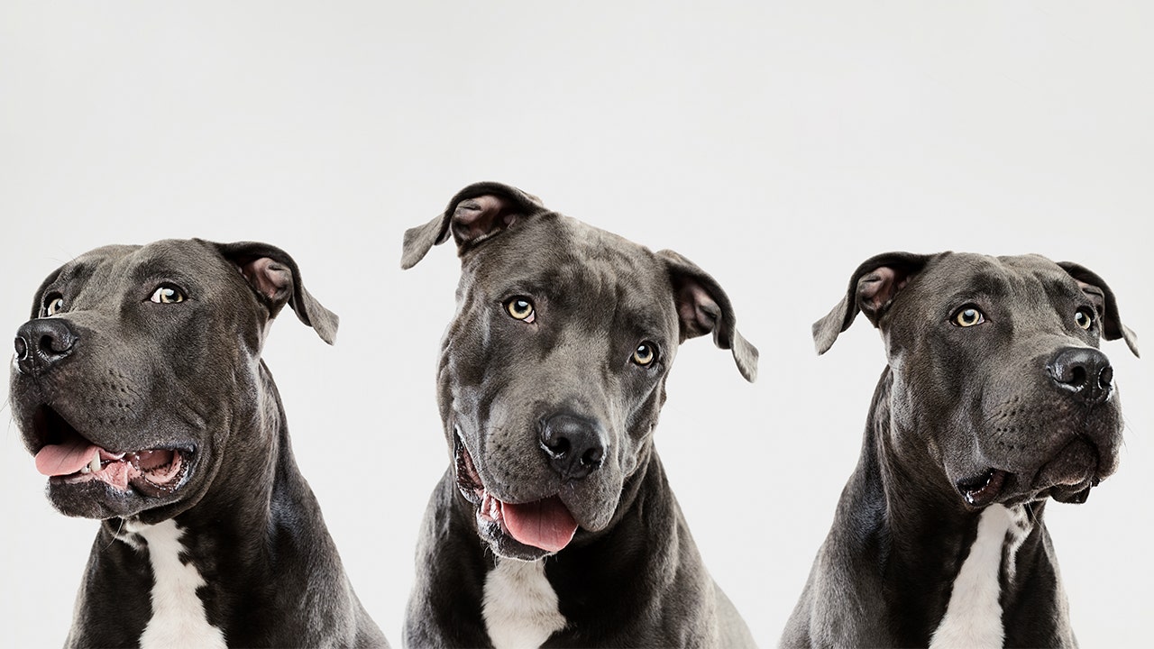 most popular cross breed dogs