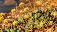 Who's greener? Mine fight pits electric cars against flower