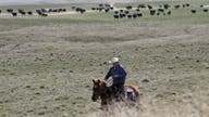 Meatpacking companies' coronavirus-led price hike causes 'beef' with cattle ranchers
