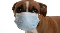 Can pets carry coronavirus?