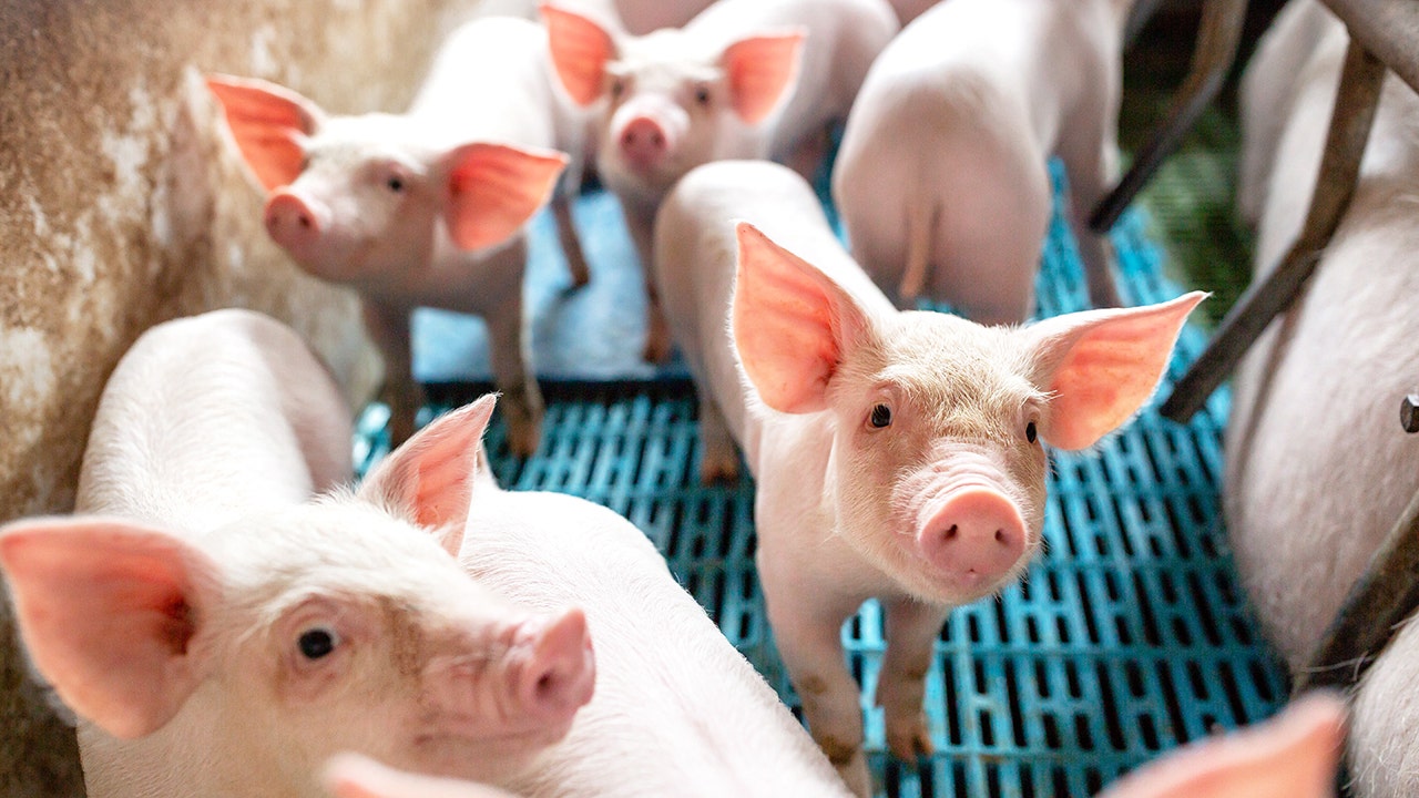 Coronavirus May Force Hog Farmers To Kill 10m Pigs By September