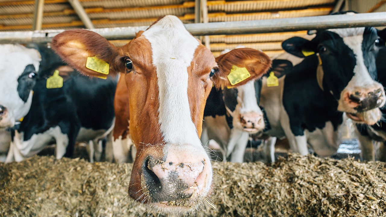 https://a57.foxnews.com/static.foxbusiness.com/foxbusiness.com/content/uploads/2020/04/0/0/cows-diary-farm-iStock.jpg?ve=1&tl=1