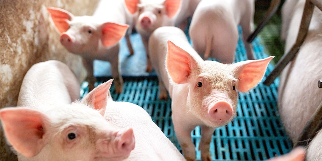Pork plants face slower hog slaughter after court ruling - Vimarsana News