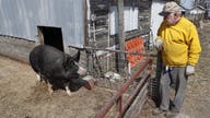 US pork farmers panic as coronavirus ruins hopes for great year