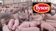 Tyson Foods will shut US pork plant as more workers catch COVID-19