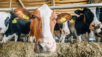 Trump administration pushes back on town moving to seize family farm via eminent domain - Fox News