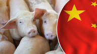 US pork exports to China skyrocketed before fears of meat shortage