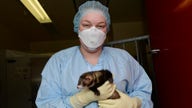 Monkeys, ferrets offer needed clues in coronavirus vaccine race