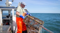 Maine lobstermen, their livelihoods threatened, push back against California aquarium's 'red listing'